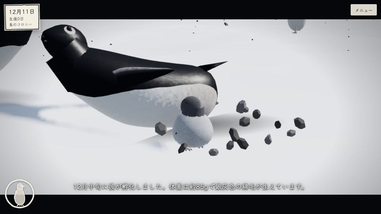 ペンギンの一生